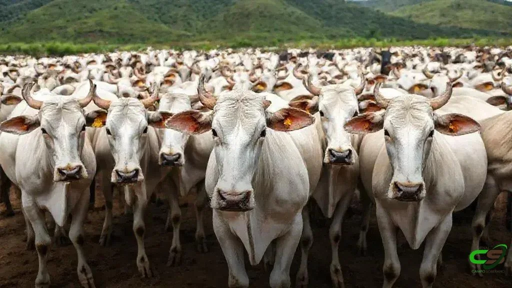 Venda de sêmen avança 11,7% no 3º tri de 2025 para 8,3 milhões de doses