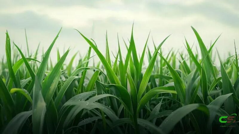 Capiaçu na recria e engorda: quais suplementos proteicos realmente importam?