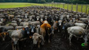 Circuito Nelore de Qualidade: Alta Floresta registra quase 800 carcaças em disputa