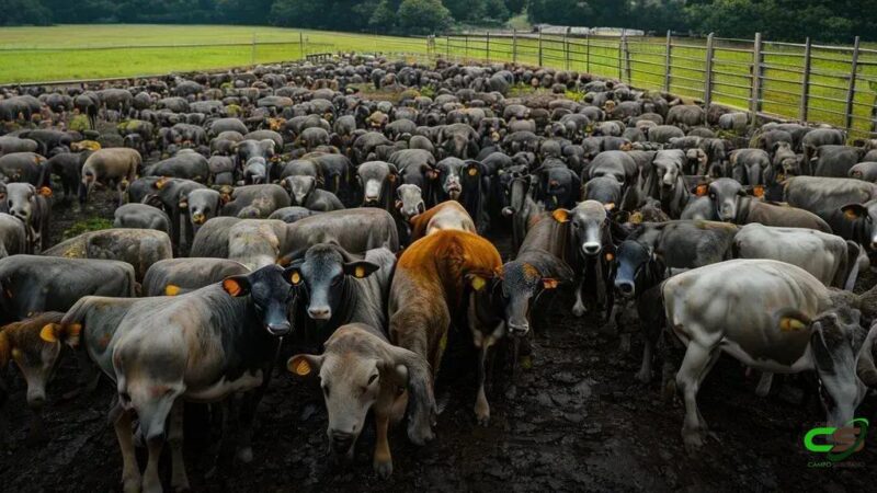 Circuito Nelore de Qualidade: Alta Floresta registra quase 800 carcaças em disputa