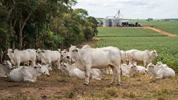 leite, preço do leite ao produtor 2026, custo de produção do leite por litro, margem da atividade leiteira