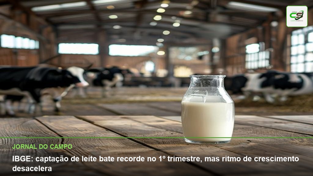 captação de leite, IBGE, crescimento do leite, setor leiteiro, Brasil