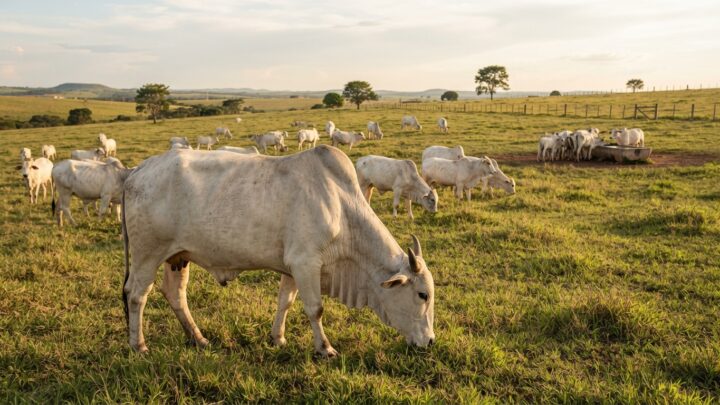 boi gordo, cotação do boi gordo por praça em agosto de 2026, preço da arroba do boi gordo à vista, preço líquido do boi gordo