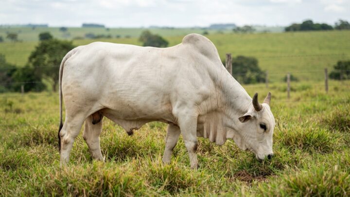vaca gorda, cotação da vaca gorda 2026, preço da arroba da vaca gorda, mercado de fêmeas bovinas