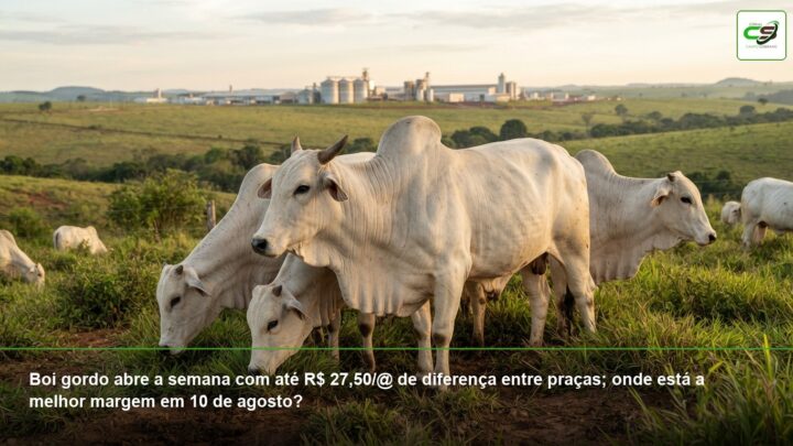 boi gordo B3, preço do boi janeiro 2027, contrato futuro, margem da pecuária, mercado físico
