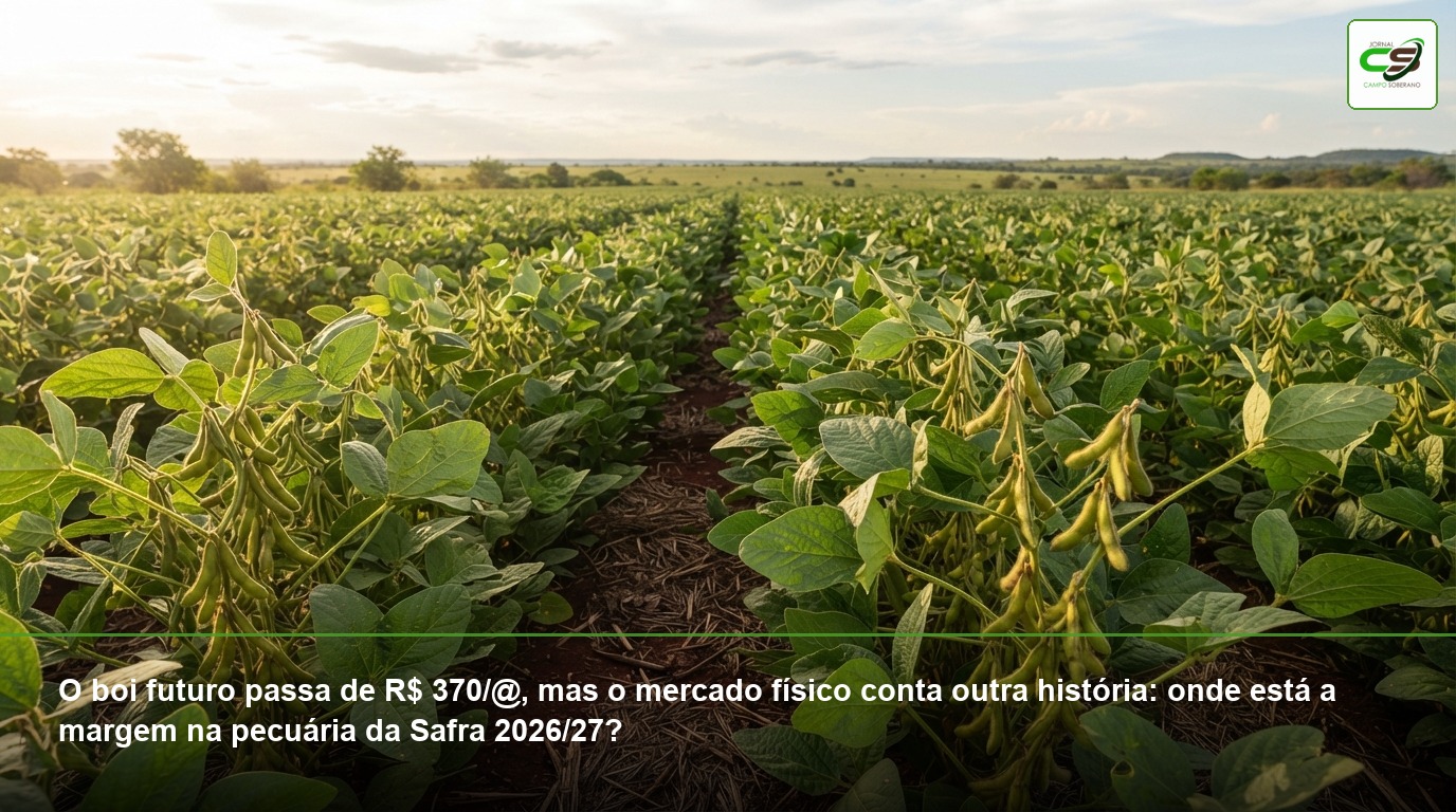 boi gordo, B3, mercado físico, preço da arroba, boi China, Safra 2026/27, margem pecuária