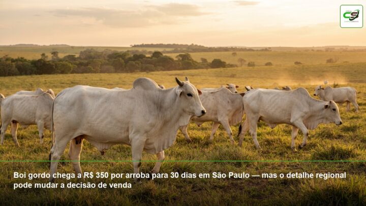 boi gordo, preço da arroba em São Paulo, cotação do boi para 30 dias, Boi China, Funrural, mercado pecuário, Safra 2026/27