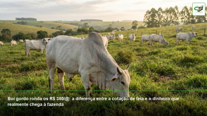 boi gordo, cotação da arroba, preço líquido, Scot Consultoria, Cepea/B3, pecuária de corte