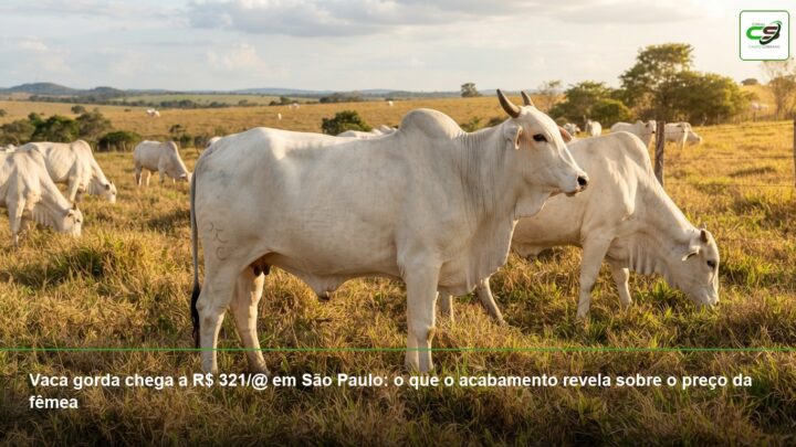 soja Safra 2026/27, produção de soja, Datagro, produtividade da soja, planejamento agrícola, comercialização de grãos