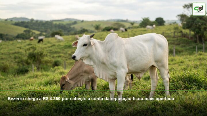cetose em vacas leiteiras, BHB, propilenoglicol, período de transição, balanço energético negativo, saúde de rebanho, veterinária