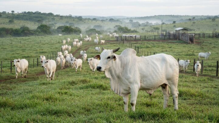 soja Safra 2026/27, produção de soja, área recorde de soja, Datagro, AgRural, margem da soja, custo de produção