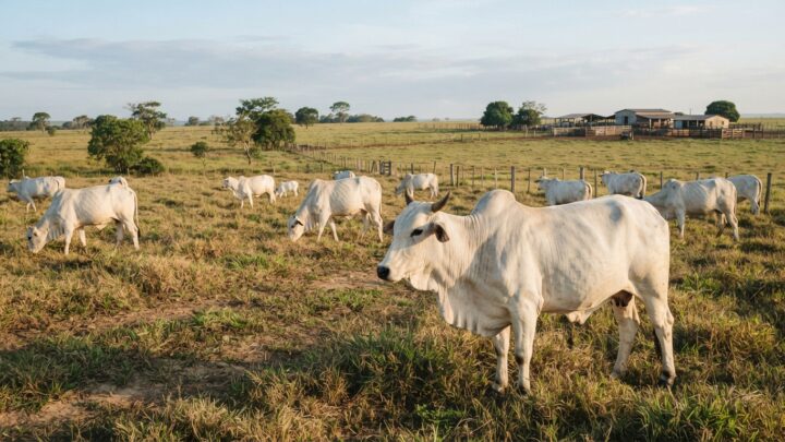 TMR, nutrição de precisão, vacas leiteiras, fibra, amido, matéria seca, Compost Barn, conversão alimentar, pastagem Mombaça