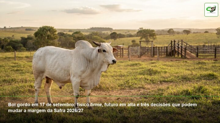 boi gordo, arroba do boi, Boi China, Scot Consultoria, mercado pecuário, Safra 2026/27
