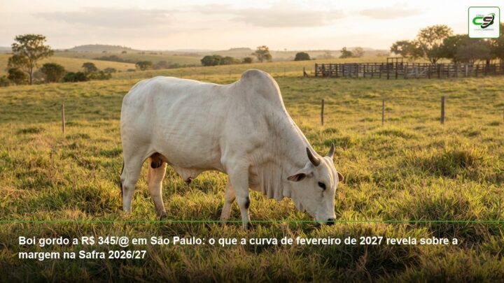 boi gordo, cotação do boi gordo em São Paulo, preço da arroba, B3 fevereiro de 2027, margem pecuária