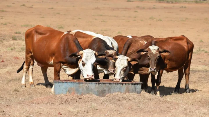 Rebanho bovino em pasto seco, com cocho de suplementação visível, simbolizando o manejo nutricional.