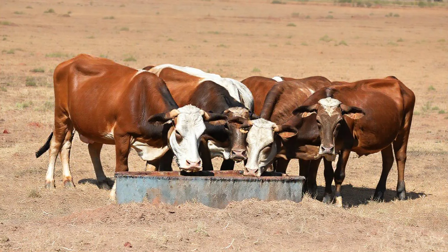 Rebanho bovino em pasto seco, com cocho de suplementação visível, simbolizando o manejo nutricional.