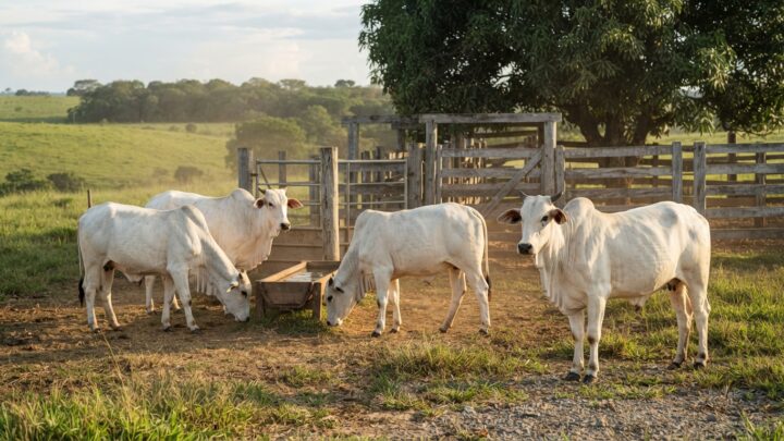 boi gordo, arroba do boi, Cepea/Esalq, pecuária de corte, reposição bovina, mercado futuro, Safra 2026/27