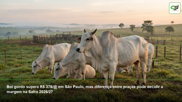 boi gordo, cotação do boi gordo, preço da arroba, Scot Consultoria, Cepea, margem pecuária, Safra 2026/27