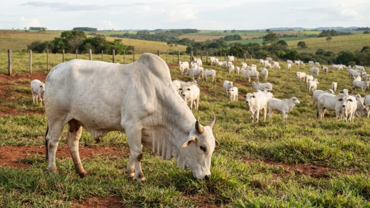 preço do leite, cotação do leite ao produtor, média Brasil, Notícias Agrícolas, custo por litro, Safra 2026/27, pecuária leiteira
