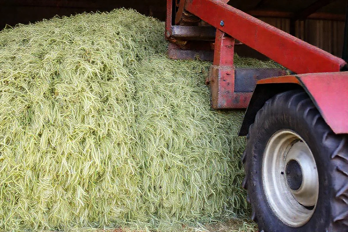 Trator compactando silagem em silo, garantindo uniformidade e eliminação de oxigênio.