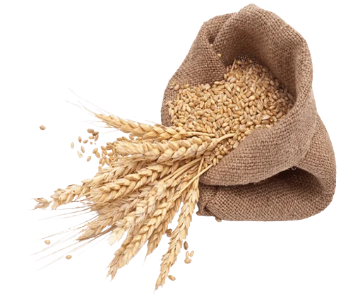wheat grains 500x500 removebg preview