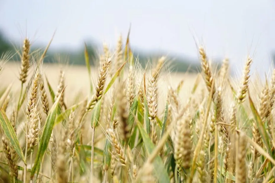 As chuvas persistentes estao ameacando a safra de trigo no