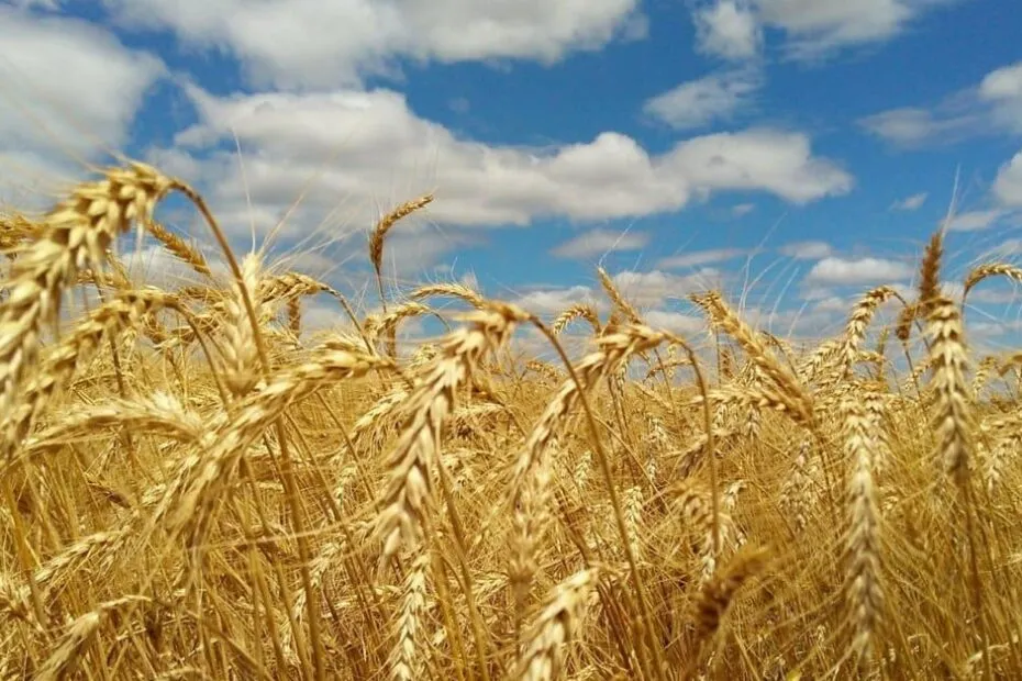 Deral revisa para baixo estimativa de produção de trigo no PR