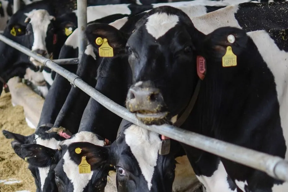 Pasto digital, vaca feliz, carne 'verde': startups da pecuária querem mitigar aquecimento global - Estadão