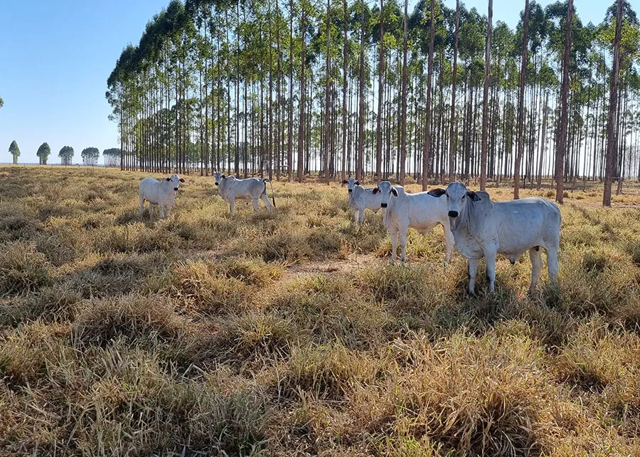 Nova tecnologia produtiva melhora desempenho da pecuária de cria – O Presente Rural