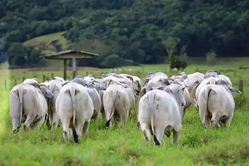 Maximizando a produtividade na engorda de bovinos de corte