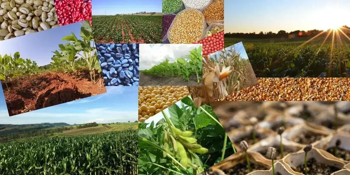 Tipos de tratamento de sementes na agricultura moderna